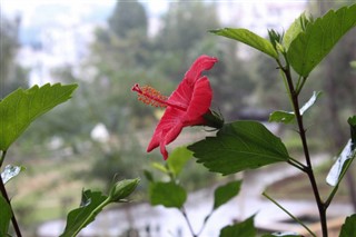 Algeria weather forecast