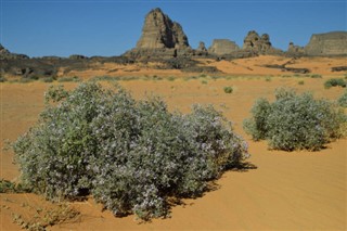 Algeria weather forecast