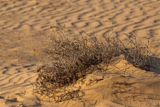 Algeria weather forecast