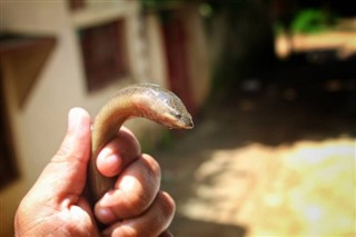 Anguilla prognoza pogody