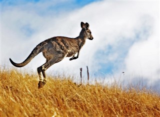 Australia weather forecast