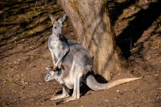 Australia prognoza pogody