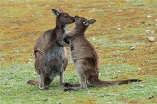 Australia weather forecast