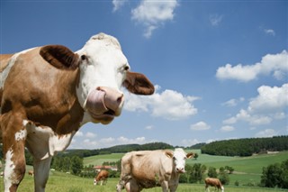 Austria weather forecast