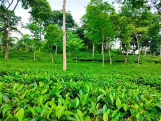 Bangladesh pronóstico del tiempo