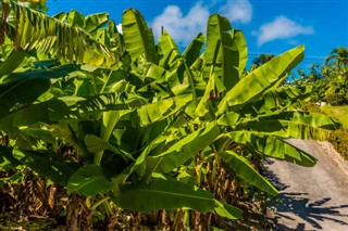 Barbados weather forecast