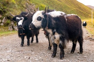 Bhutan weather forecast