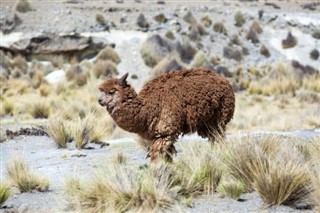 Bolivia weather forecast