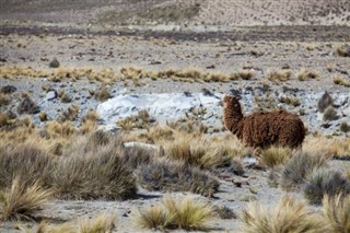 Bolivia weather forecast