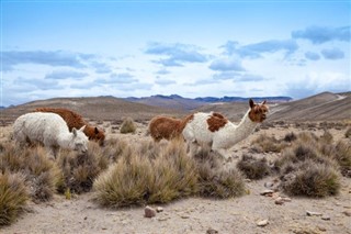 Bolivia weather forecast