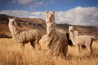 Bolivia weather forecast