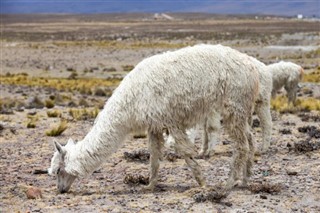 Bolivia weather forecast