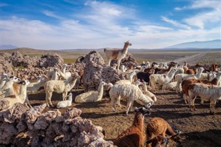 Bolivia weather forecast