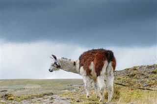 Bolivia weather forecast