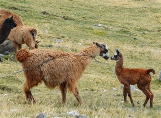 Bolivija vremenska prognoza