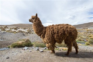 Bolivia weather forecast