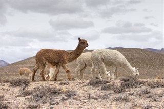 Bolivia sääennuste