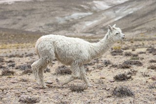 Bolivia weather forecast