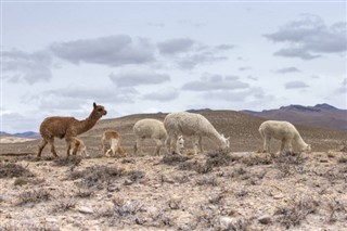 Bolivia weather forecast