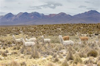 Bolivia weather forecast