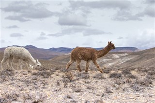 Bolivia weather forecast