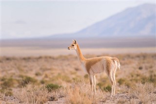 Bolivia pronóstico del tiempo