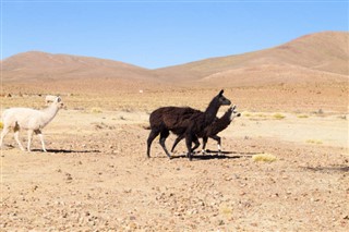 Bolivia weather forecast