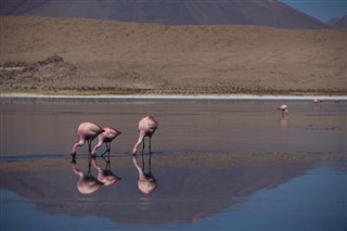 Bolivia weather forecast