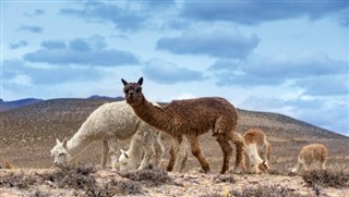 Bolivia weather forecast