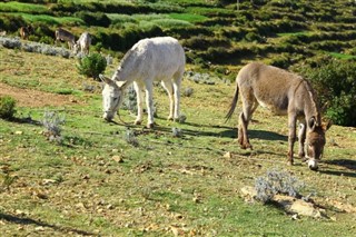 Bolivia weather forecast