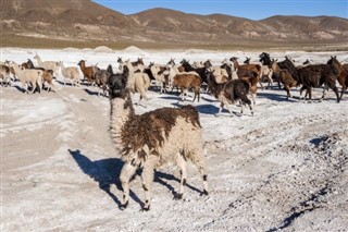 Bolivia weather forecast