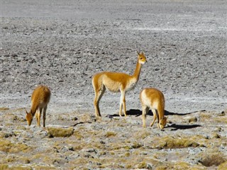 Bolivia sääennuste