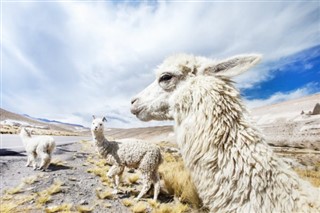 Bolivia weather forecast