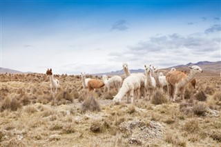 Bolivia weather forecast