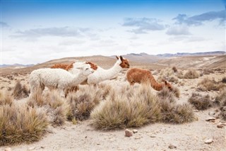 Bolivia weather forecast