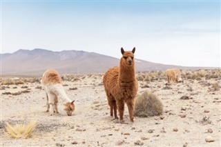 Bolivia weather forecast