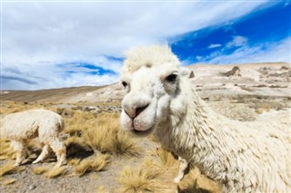 Bolivia weather forecast