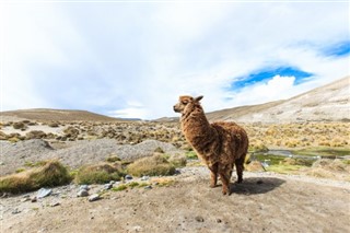 Bolivia weather forecast