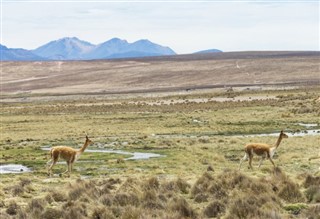 Bolivia weather forecast