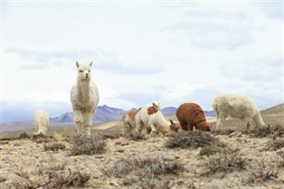 Bolivia weather forecast