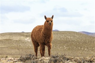 Bolivia weather forecast