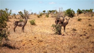 Botswana pronóstico del tiempo