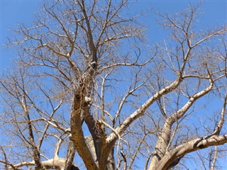 Botswana weather forecast