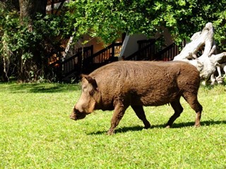 Bocvana vremenska prognoza