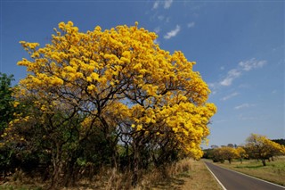 Brazil vremenska prognoza