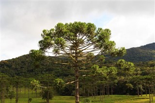 Brazil weather forecast