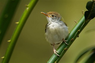 Brunei prognoza pogody