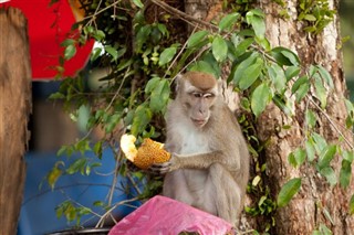 Brunei prognoza pogody