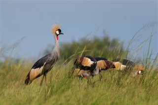 Burundi pronóstico del tiempo