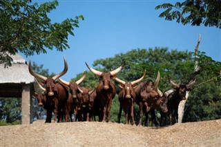 Burundi pronóstico del tiempo